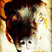 Tyson a rejoint le concours — aidez-le/la à gagner de superbes lots ! dog, close_up, face, pet, animal, brown_fur, amber_eyes, looking_up, portrait, nose, whiskers, indoor, wooden_floor, canine, fur_texture, domestic_animal, companion, cute, friendly, animal_portrait