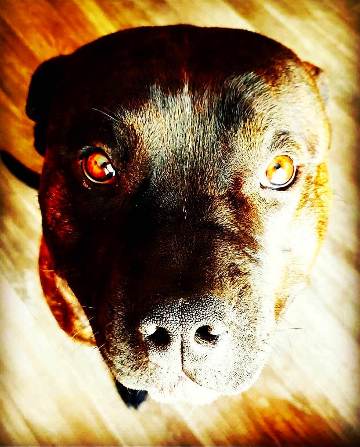 Tyson a rejoint le concours — aidez-le/la à gagner de superbes lots ! dog, close_up, face, pet, animal, brown_fur, amber_eyes, looking_up, portrait, nose, whiskers, indoor, wooden_floor, canine, fur_texture, domestic_animal, companion, cute, friendly, animal_portrait