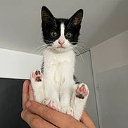Maya a rejoint le concours — aidez-le/la à gagner de superbes lots ! black_and_white, black_fur, cat, ceiling, close_up, curious, cute, domestic_pet, ears, holding, human_hand, indoor, kitten, paws, pink_nose, pink_paw_pads, portrait, whiskers, white_fur, wide_eyes