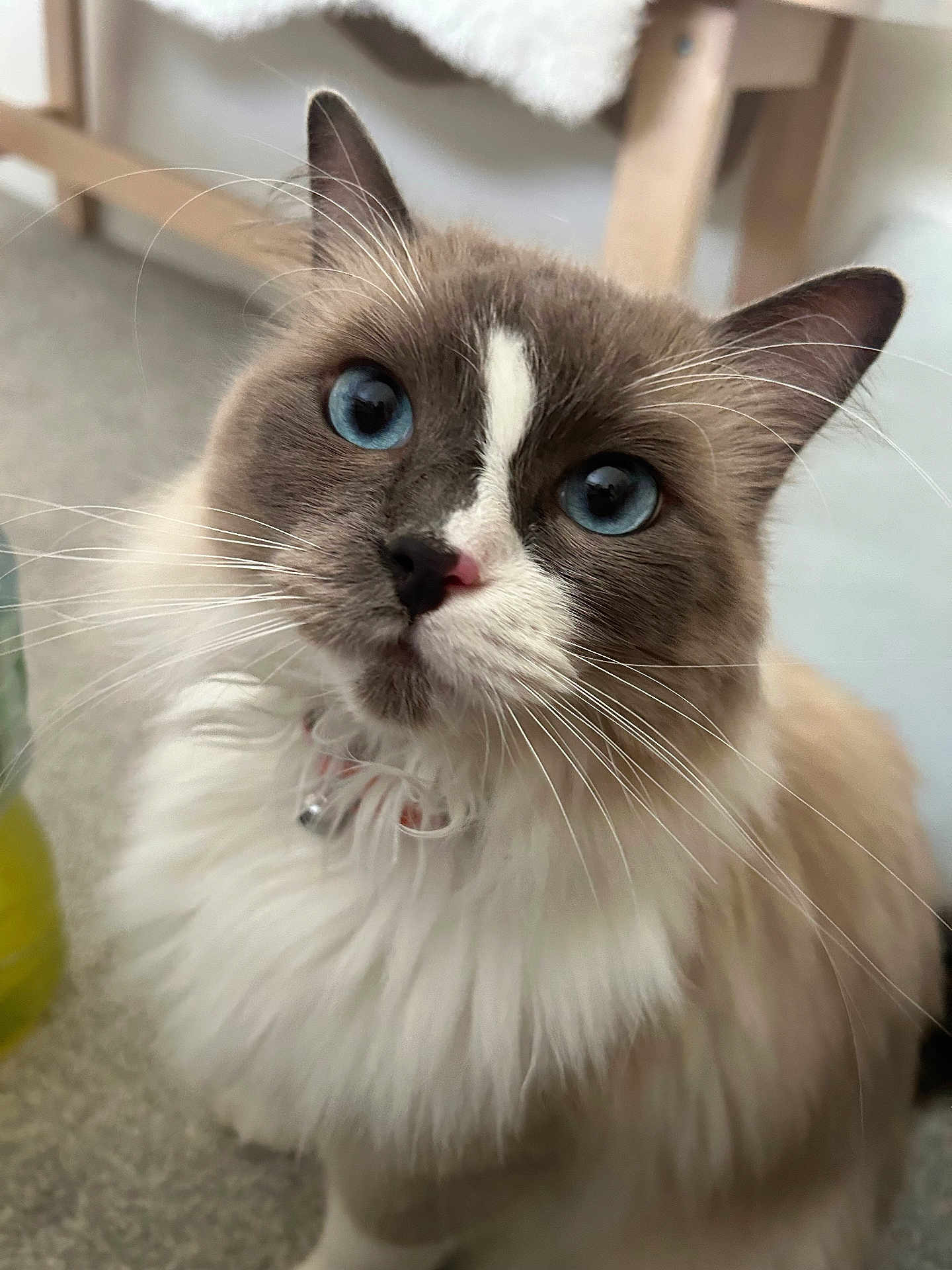 Snowball joined the competition — help win amazing prizes! cat, blue_eyes, fluffy, whiskers, fur, pet, indoor, close_up, curious, domestic_animal, mammal, feline, portrait, animal_face, collar, soft_light, cute, looking_up, white_fur, gray_fur