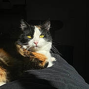 Kiwi joined the competition — help win amazing prizes! animal, calico_cat, cat, close_up, cute, dark_background, domestic_animal, face, feline, fur, indoor, lying_down, mammal, pet, portrait, relaxed, shadow, sunlight, whiskers, yellow_eyes