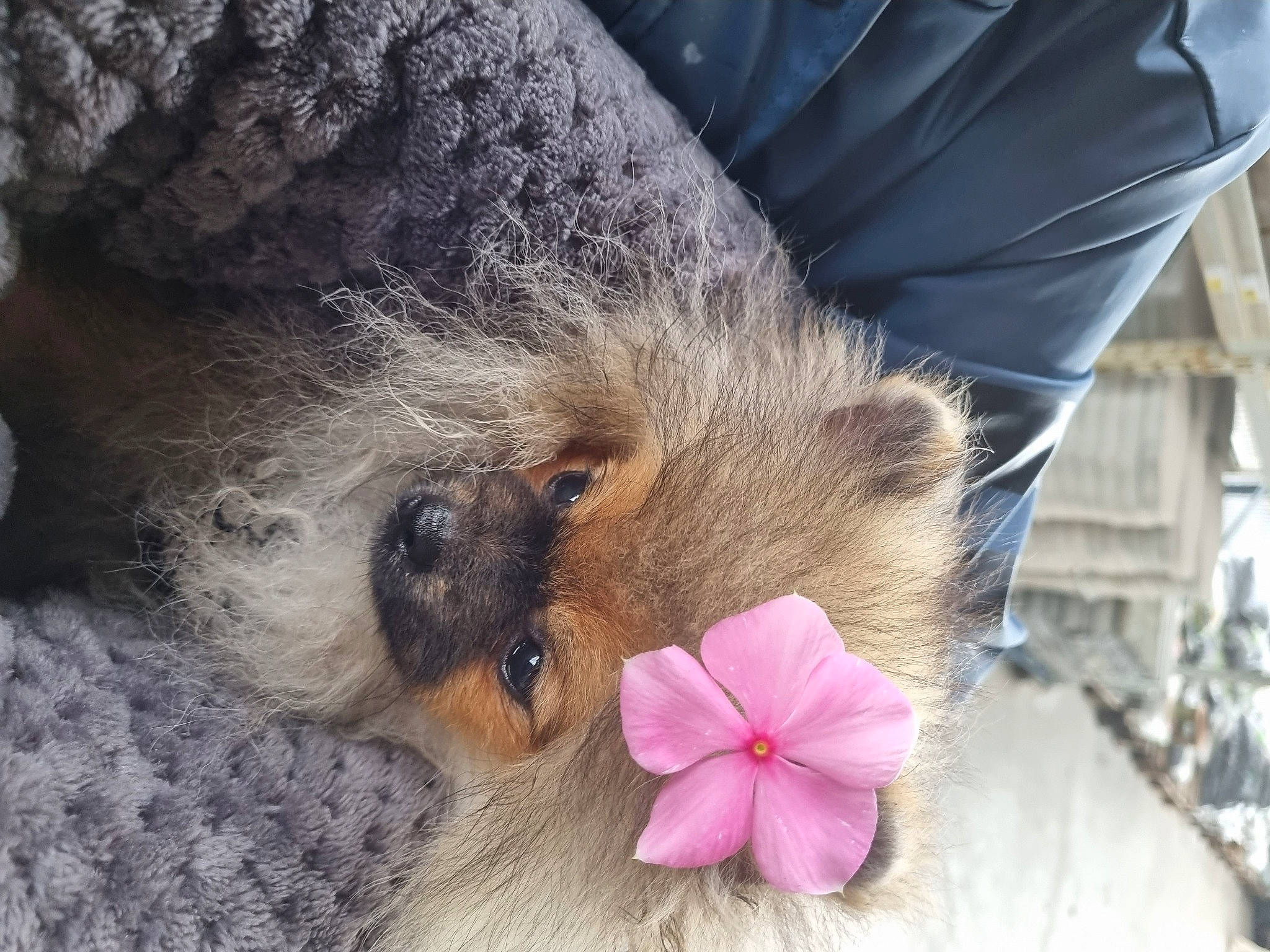 Bouba a rejoint le concours — aidez-le/la à gagner de superbes lots ! canidae, carnivore, cat, claw, comfort, companion_dog, dog_breed, fawn, felidae, flower, foot, fur, paw, petal, plant, small_to_medium_sized_cats, snout, sporting_group, tail, whiskers