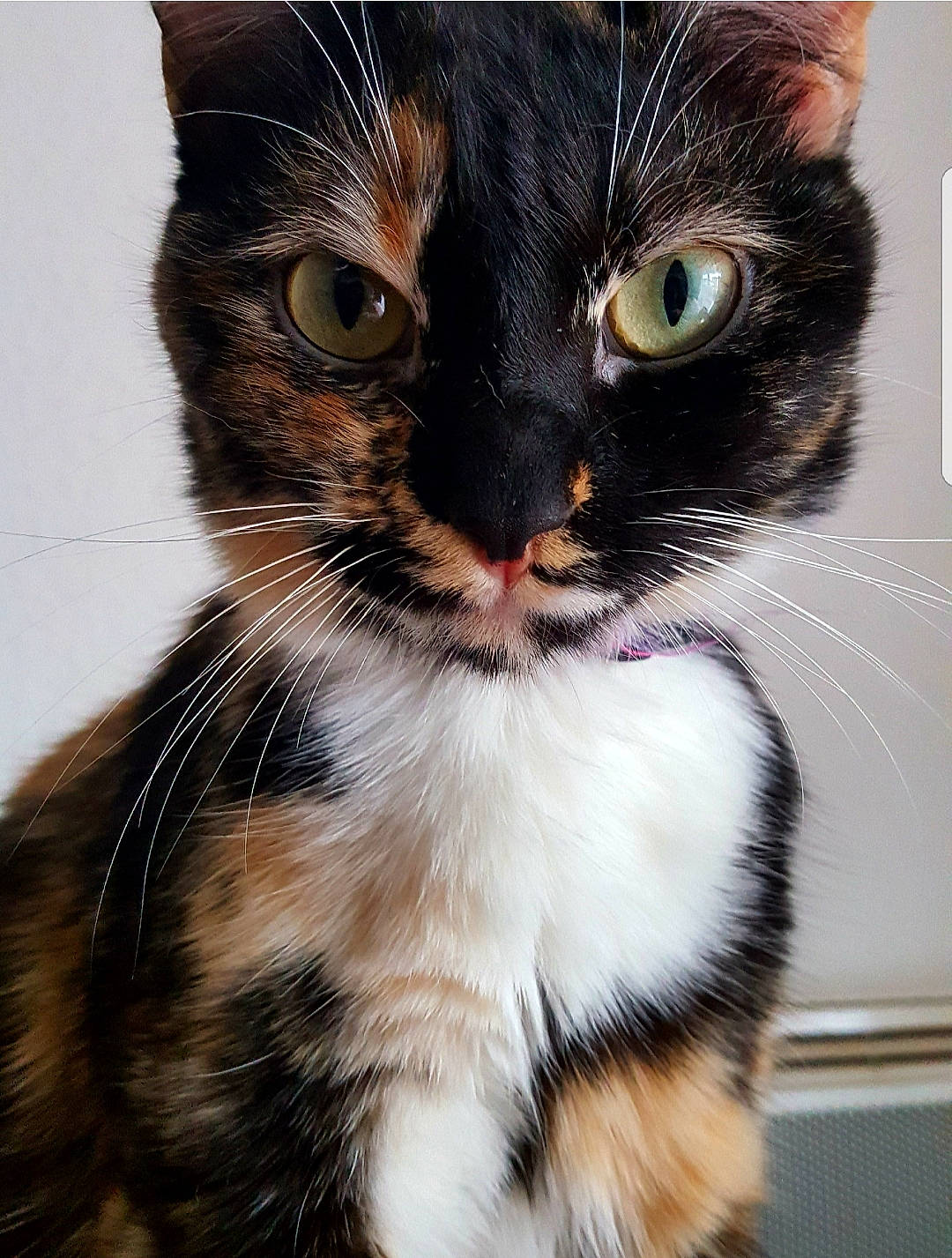 Choco a rejoint le concours — aidez-le/la à gagner de superbes lots ! carnivore, cat, claw, domestic_short_haired_cat, ear, eye, fawn, felidae, foot, fur, hair, head, iris, paw, small_to_medium_sized_cats, snout, tail, terrestrial_animal, whiskers, window