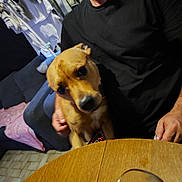 Big E a rejoint le concours — aidez-le/la à gagner de superbes lots ! dog, person, indoor, black_shirt, wooden_table, glass, couch, blanket, clothing, floor, face, hand, pet, curious, seated, living_room, domestic, brown_dog, casual, relaxed