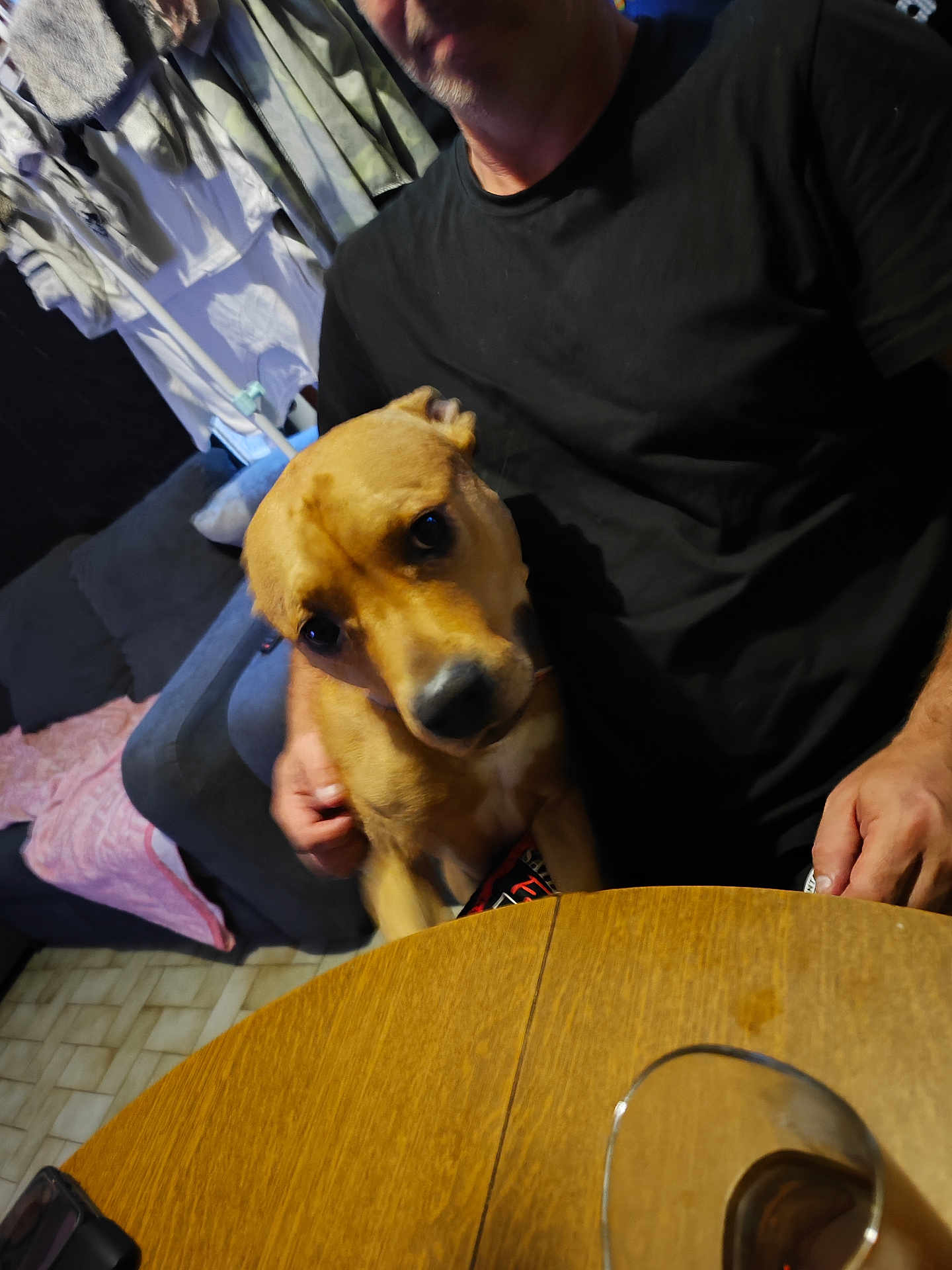 Big E a rejoint le concours — aidez-le/la à gagner de superbes lots ! dog, person, indoor, black_shirt, wooden_table, glass, couch, blanket, clothing, floor, face, hand, pet, curious, seated, living_room, domestic, brown_dog, casual, relaxed