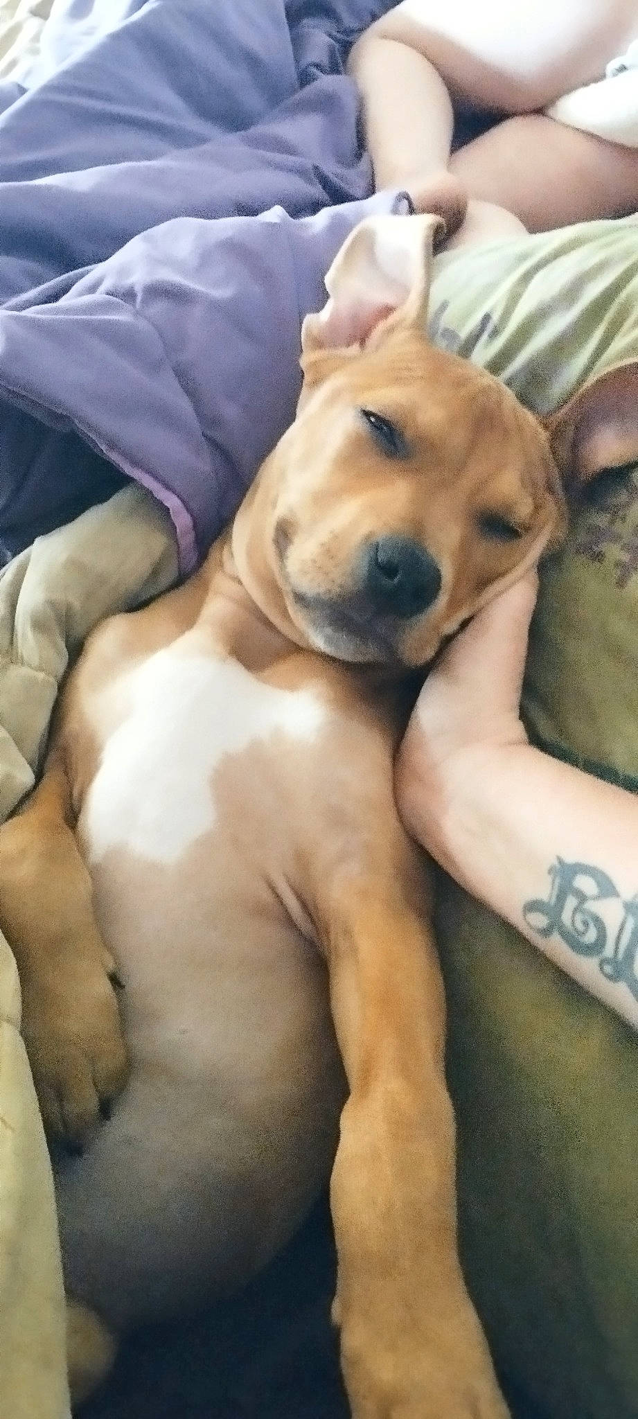 Bigi a rejoint le concours — aidez-le/la à gagner de superbes lots ! canidae, carnivore, comfort, companion_dog, dog, dog_breed, dog_supply, fawn, fur, guard_dog, paw, puppy_love, retriever, sporting_group, whiskers, working_animal, working_dog