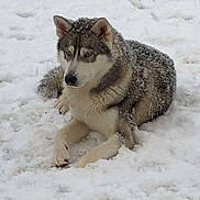 Venom participe au concours pour gagner de l'argent avec cette photo : animal, blue_eyes, canine, cold, dog, frozen, fur, husky, landscape, lying_down, mammal, nature, outdoor, pet, portrait, quiet, serene, snow, wildlife, winter