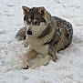 animal, blue_eyes, canine, cold, dog, frozen, fur, husky, landscape, lying_down, mammal, nature, outdoor, pet, portrait, quiet, serene, snow, wildlife, winter