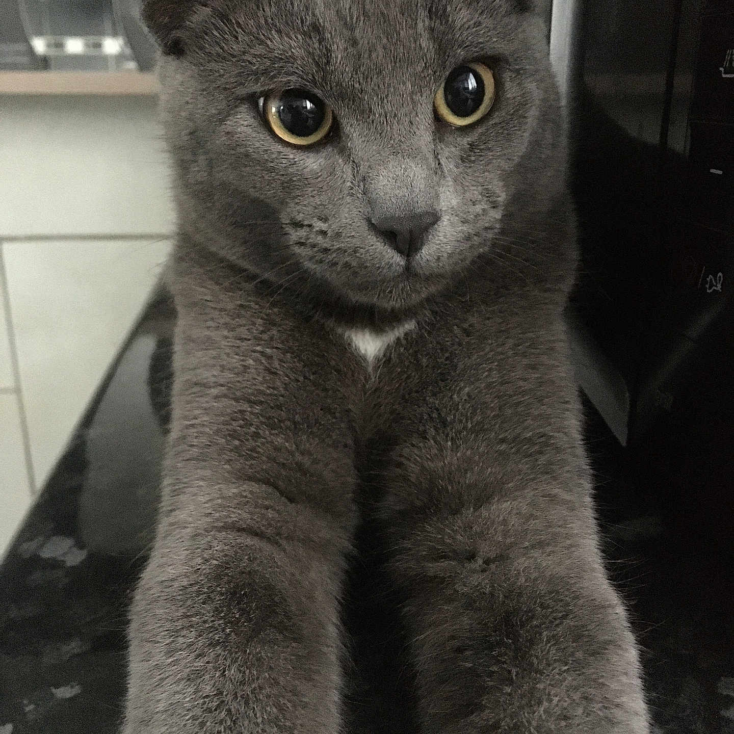 Bounty participe au concours pour gagner de l'argent avec cette photo : animal, cat, close_up, cute, domestic_animal, face, feline, fur, furry, gray_cat, indoor, looking, mammal, nose, paws, pet, portrait, sitting, whiskers, yellow_eyes
