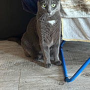 Bounty participe au concours pour gagner de l'argent avec cette photo : cat, gray_cat, green_eyes, indoor, wooden_floor, towel, drying_rack, blue_metal, pet, animal, feline, curious, sitting, floor, domestic, whiskers, ears, fur, closeup, household