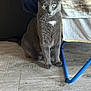 cat, gray_cat, green_eyes, indoor, wooden_floor, towel, drying_rack, blue_metal, pet, animal, feline, curious, sitting, floor, domestic, whiskers, ears, fur, closeup, household