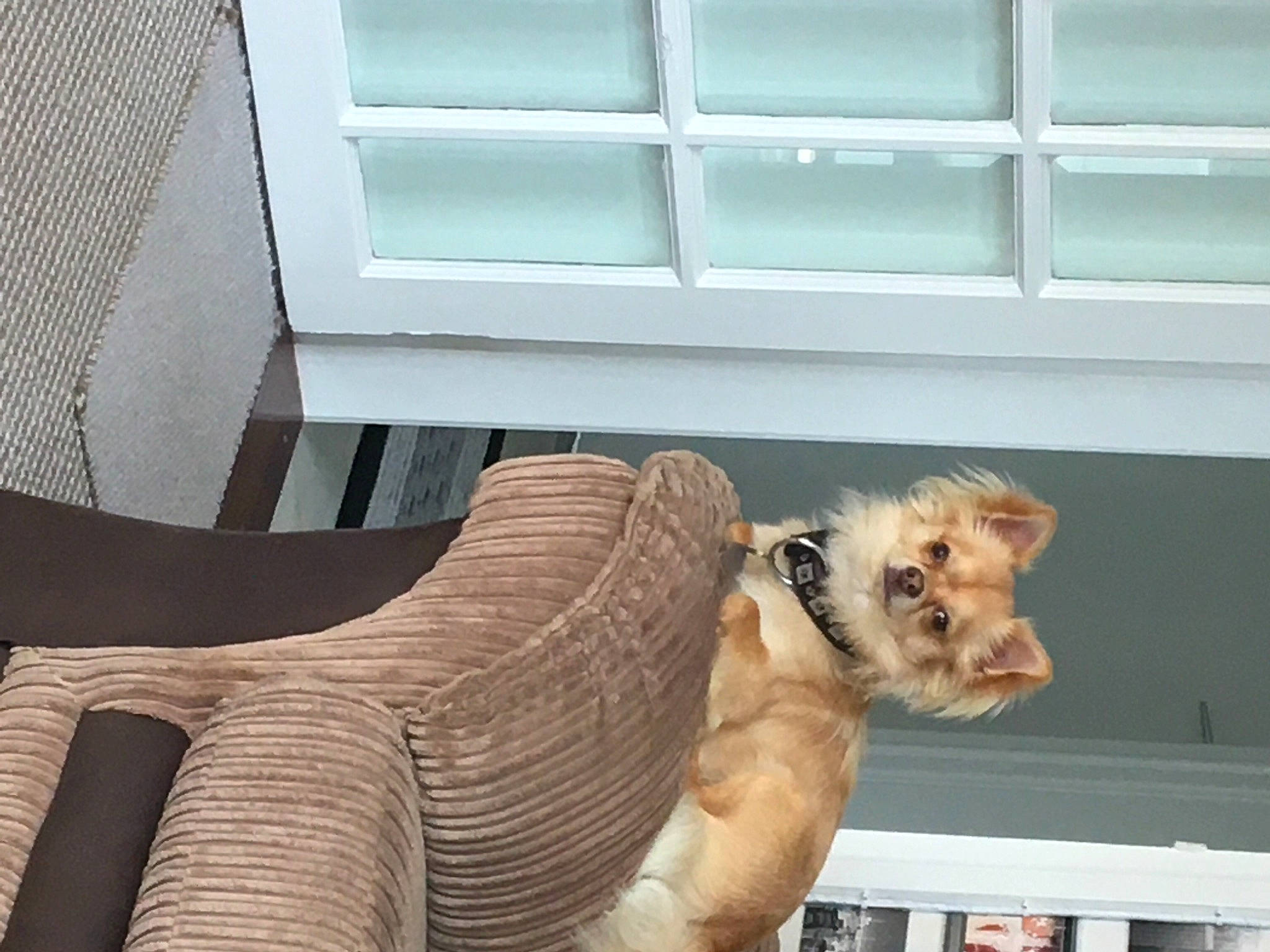 Reggie joined the competition — help win amazing prizes! art, carnivore, companion_dog, dog, dog_breed, dog_supply, fawn, fur, house, line, pet_supply, roof, sculpture, sporting_group, statue, tail, terrestrial_animal, window, wood, working_animal