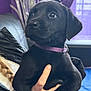 Luna is registered to the contest to win money with this photo: puppy, dog, black_fur, collar, indoor, hand, curly_hair, person, purple, curious, pet, close_up, young_dog, cute, animal, furry, face, portrait, holding, soft_lighting