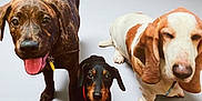 Luna joined the competition — help win amazing prizes! dog, brindle, dachshund, basset_hound, pet, animal, canine, tongue_out, ears, collar, cute, portrait, studio, three_dogs, looking_up, floor, domestic_animal, friendship, playful, companions