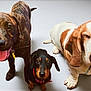 dog, brindle, dachshund, basset_hound, pet, animal, canine, tongue_out, ears, collar, cute, portrait, studio, three_dogs, looking_up, floor, domestic_animal, friendship, playful, companions