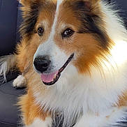 Bud joined the competition — help win amazing prizes! dog, canine, pet, fluffy, happy, tongue_out, car_seat, brown, white, fur, animal, domestic_animal, portrait, sitting, ears, nose, paw, smiling, companion, vehicle_interior