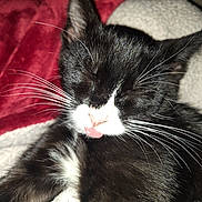 Xena is registered to the contest to win money with this photo: cat, black_and_white, whiskers, tongue_out, close_up, sleeping, pet, feline, fur, soft, blanket, resting, cute, indoor, animal, mammal, relaxed, cozy, face, ears