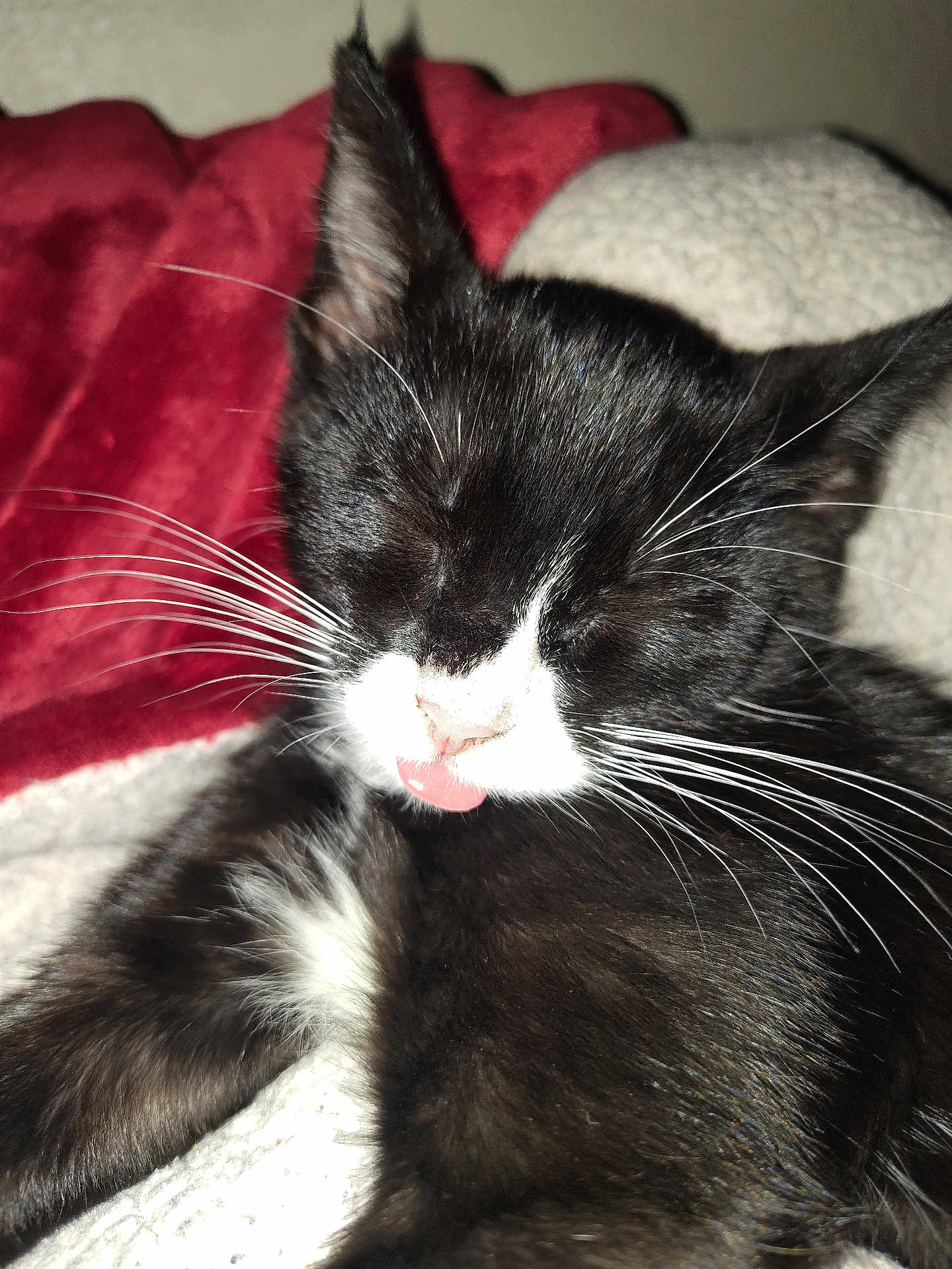 Xena is registered to the contest to win money with this photo: cat, black_and_white, whiskers, tongue_out, close_up, sleeping, pet, feline, fur, soft, blanket, resting, cute, indoor, animal, mammal, relaxed, cozy, face, ears