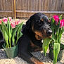 rottweiler, dog, flower_pot, tulips, pink_flowers, outdoor, sunlight, fence, concrete, green_leaves, pet, animal, plant, nature, backyard, relaxed, summer, daylight, garden, chair