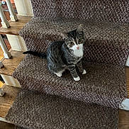 Chloe is registered to the contest to win money with this photo: cat, tabby_cat, stairs, carpet, wooden_floor, indoor, pet, animal, curious, sitting, white_paws, white_chest, feline, looking_up, texture, brown, cozy, home, domestic, young_cat