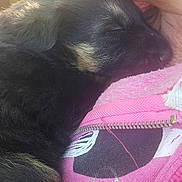 Rockie Rode is registered to the contest to win money with this photo: affection, black_fur, casual_clothing, chin, close_up, cuddle, dog, heart_design, outdoor, person, pink_hoodie, portrait, puppy, snuggling, soft_fur, sunlight, tan_fur, warm_light, young_dog, zipper