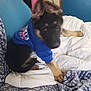 animal, bed, blanket, blue_hoodie, blurred, canine, casual, comfort, cozy, cute, dog, domestic, fabric, furniture, german_shepherd, indoor, pet, puppy, resting, young