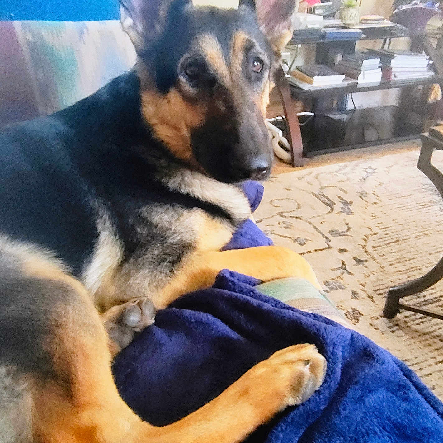 Rockie Rode is registered to the contest to win money with this photo: animal, blanket, books, canine, carpet, companion, couch, cozy, dog, ears, fur, furniture, german_shepherd, indoor, living_room, paw, pet, relaxed, resting, shelf