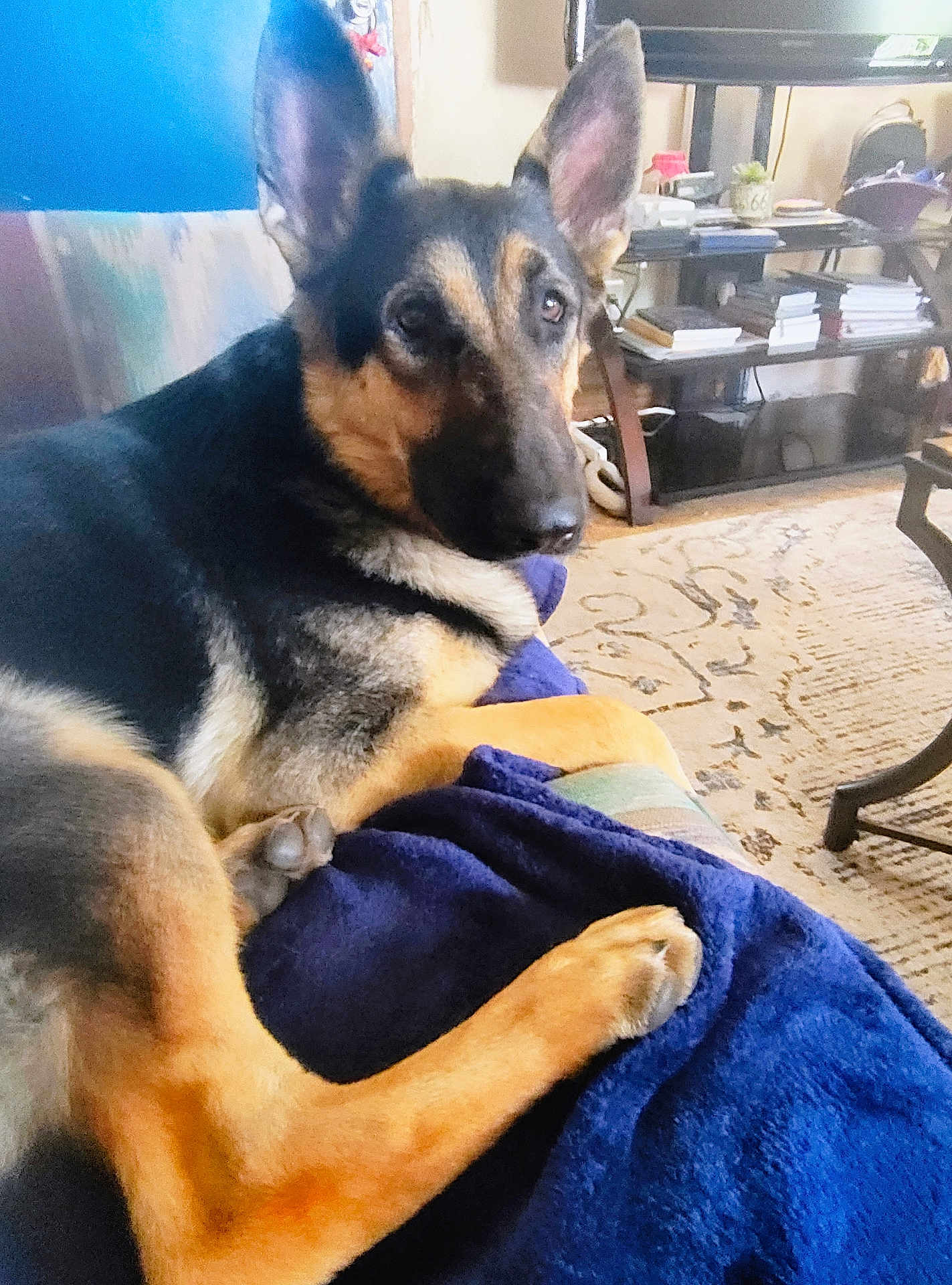 Rockie Rode is registered to the contest to win money with this photo: animal, blanket, books, canine, carpet, companion, couch, cozy, dog, ears, fur, furniture, german_shepherd, indoor, living_room, paw, pet, relaxed, resting, shelf
