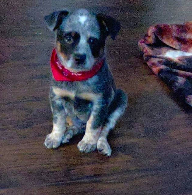 Ripp Cryer joined the competition — help win amazing prizes! canidae, carnivore, companion_dog, dog, dog_breed, dog_supply, fur, hardwood, paw, puppy, small_terrier, snout, sporting_group, tail, terrier, toy_dog, whiskers, wood