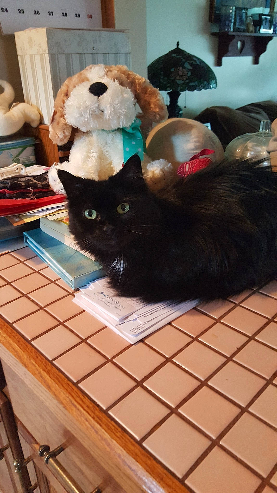 Phoebe joined the competition — help win amazing prizes! american_shorthair, asian, black, black_cat, carnivore, cat, domestic_short_haired_cat, fawn, felidae, fur, kitten, room, small_to_medium_sized_cats, table, whiskers