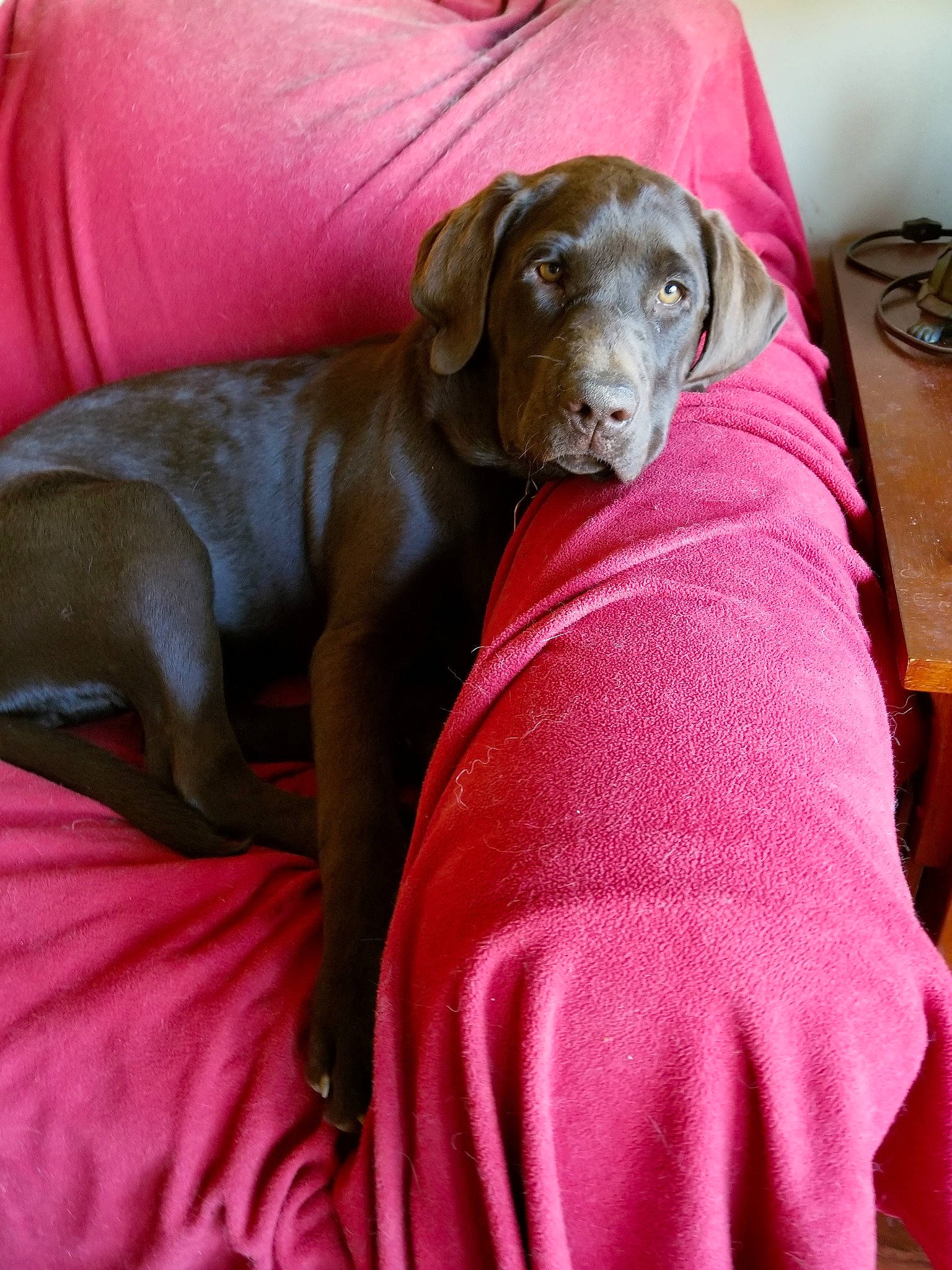 Mildred Joyce joined the competition — help win amazing prizes! canidae, carnivore, companion_dog, dog, dog_breed, fawn, liver, mammal, pink, pointing_breed, puppy, snout, sporting_group, vertebrate, vizsla, weimaraner