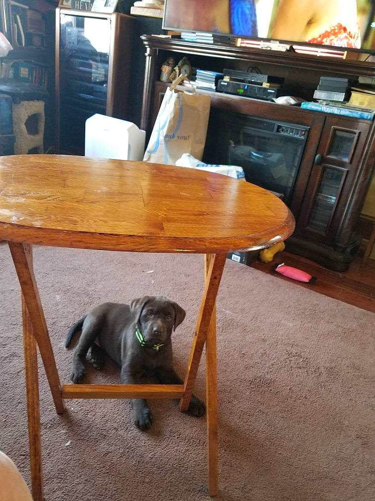 Millie is registered to the contest to win money with this photo: chair, coffee_table, desk, end_table, fawn, flooring, furniture, hardwood, room, table, wood, wood_stain