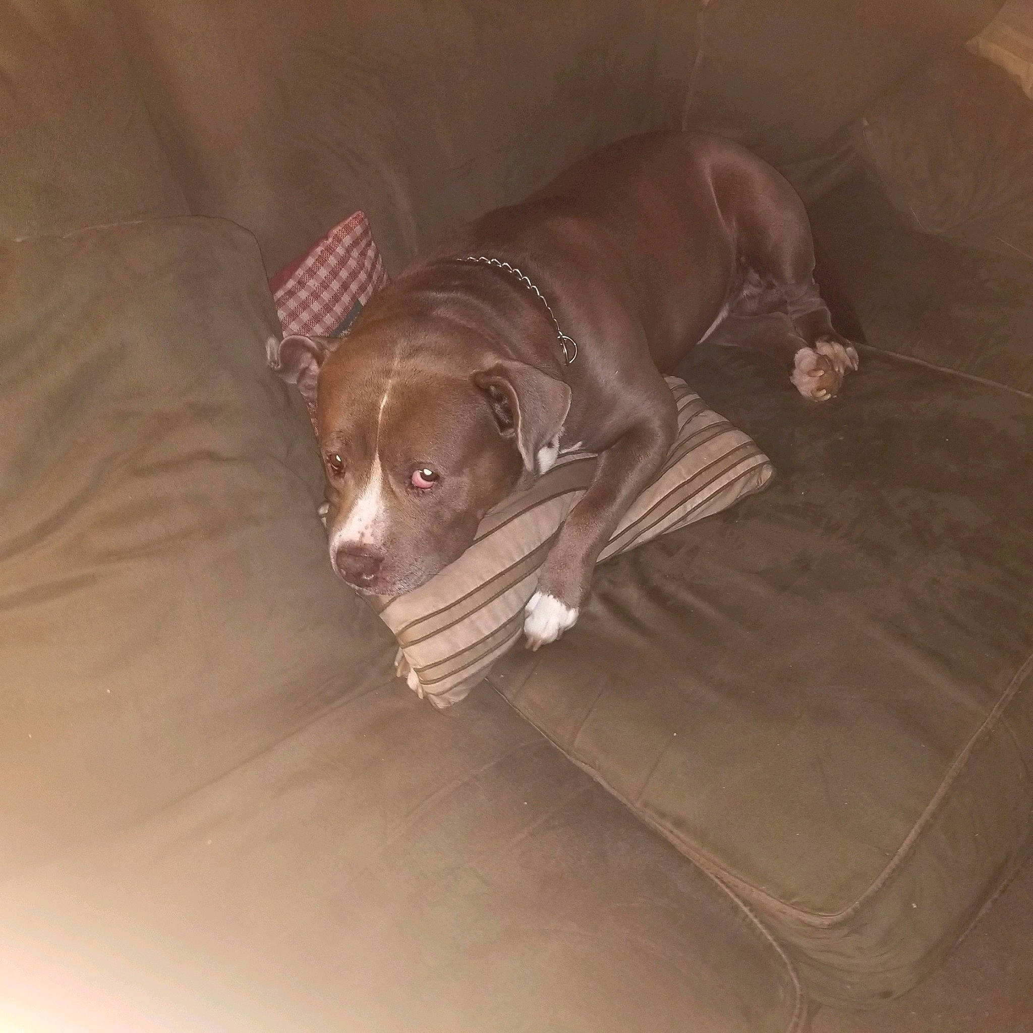 Boba is registered to the contest to win money with this photo: american_pit_bull_terrier, american_staffordshire_terrier, canidae, carnivore, companion_dog, dog, dog_breed, fawn, non_sporting_group, pit_bull, puppy, sporting_group, staffordshire_bull_terrier