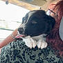 Voy a rejoint le concours — aidez-le/la à gagner de superbes lots ! puppy, dog, black_and_white, tongue_out, person, shoulder, green_shirt, floral_pattern, car_interior, seat, bracelet, glasses, window, daylight, cute, pet, animal, close_up, indoor, companionship