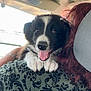 puppy, dog, black_and_white, happy, inside_car, person, shoulder, fur, cute, pet, animal, smiling, young_dog, car_seat, seat, window, sunlight, hand, close_up, domestic_animal