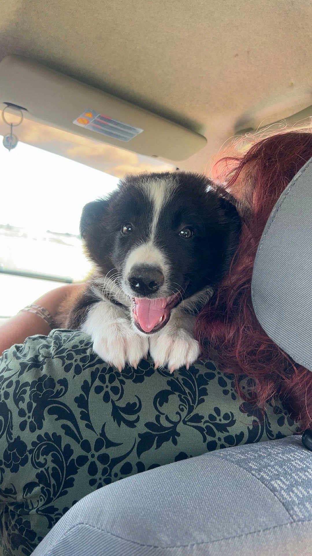 Voy participe au concours pour gagner de l'argent avec cette photo : puppy, dog, black_and_white, happy, inside_car, person, shoulder, fur, cute, pet, animal, smiling, young_dog, car_seat, seat, window, sunlight, hand, close_up, domestic_animal