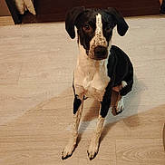 Aïko participe au concours pour gagner de l'argent avec cette photo : dog, pet, indoor, sitting, looking_at_camera, black_and_white, speckled_spots, paws, floppy_ears, snout, eyes, domestic_animal, laminate_floor, doorway, attentive, portrait, fur, home_interior, companion_animal, calm