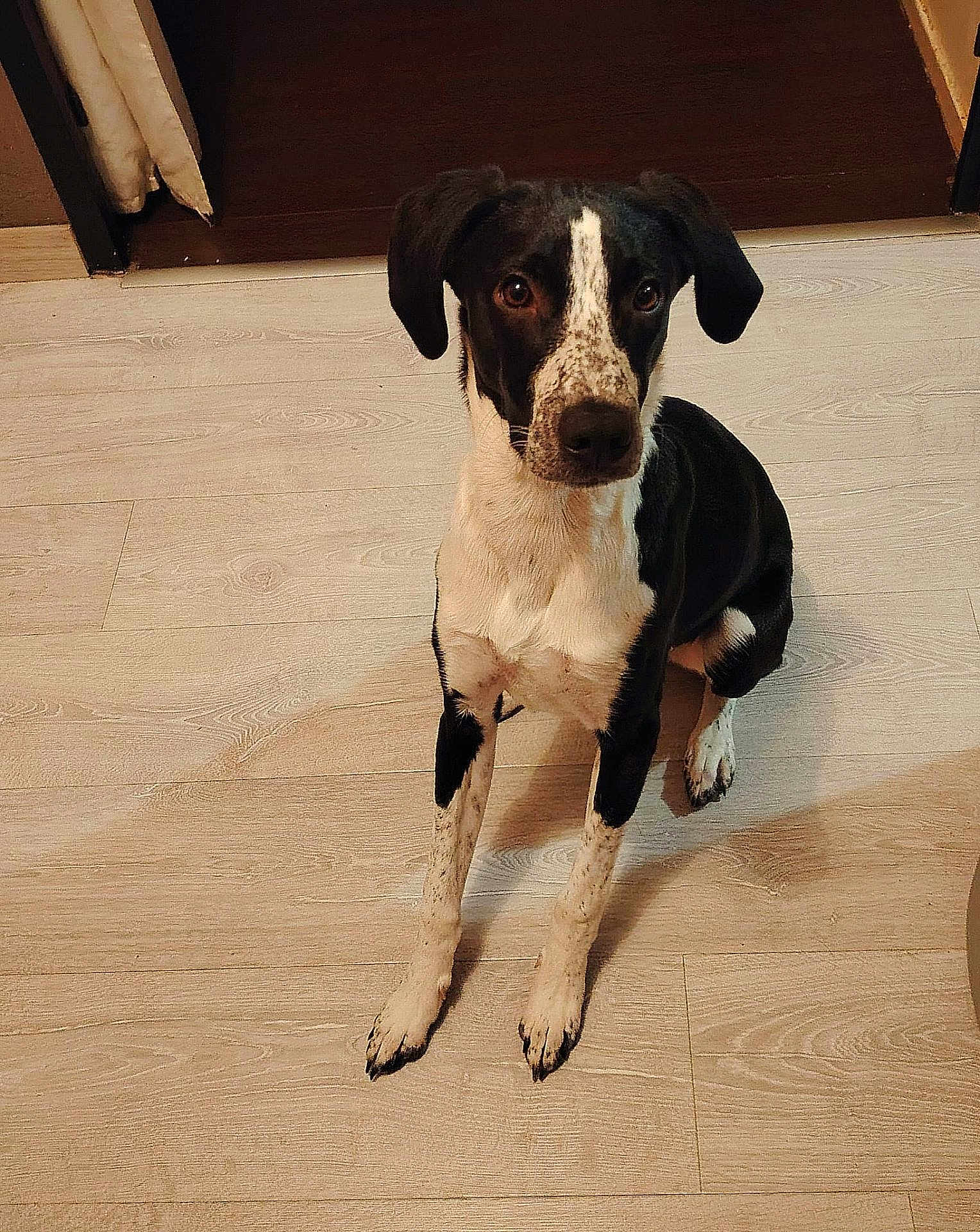Aïko participe au concours pour gagner de l'argent avec cette photo : dog, pet, indoor, sitting, looking_at_camera, black_and_white, speckled_spots, paws, floppy_ears, snout, eyes, domestic_animal, laminate_floor, doorway, attentive, portrait, fur, home_interior, companion_animal, calm