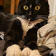 Chanel joined the competition — help win amazing prizes! cat, tuxedo_cat, pet, indoor, animal, feline, whiskers, yellow_eyes, fur, clothing, fabric, paws, relaxed, closeup, domestic_cat, cute, soft, resting, collar, bell