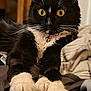 cat, tuxedo_cat, pet, indoor, animal, feline, whiskers, yellow_eyes, fur, clothing, fabric, paws, relaxed, closeup, domestic_cat, cute, soft, resting, collar, bell