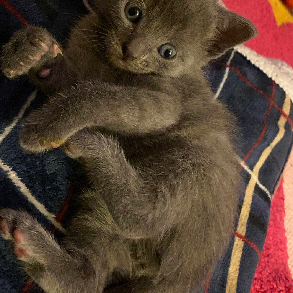 Prince joined the competition — help win amazing prizes! abyssinian, accessories, angora, animal, art, blanket, cat, furniture, homedecor, kitten, linen, manx, person, pet, plush, quilt, siamese, sleeping, towel, toy