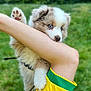 Ace a rejoint le concours — aidez-le/la à gagner de superbes lots ! puppy, dog, blue_eyes, playing, bite, arm, person, yellow_shirt, outdoor, green_background, grass, fur, cute, pet, leash, young_dog, fluffy, animal, nature, holding