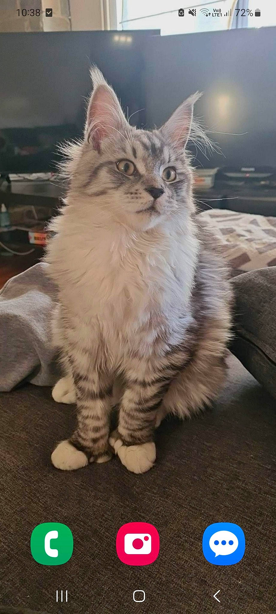 Tamako participe au concours pour gagner de l'argent avec cette photo : british_longhair, carnivore, cat, claw, event, felidae, fur, maine_coon, norwegian_forest_cat, paw, ragdoll, sitting, small_to_medium_sized_cats, snout, tail, terrestrial_animal, whiskers