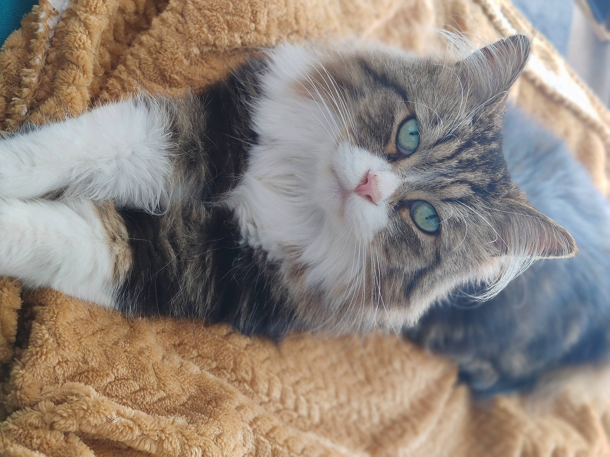 Lascar a rejoint le concours — aidez-le/la à gagner de superbes lots ! carnivore, cat, claw, comfort, domestic_short_haired_cat, felidae, fur, paw, plant, small_to_medium_sized_cats, snout, tail, tree, whiskers, window