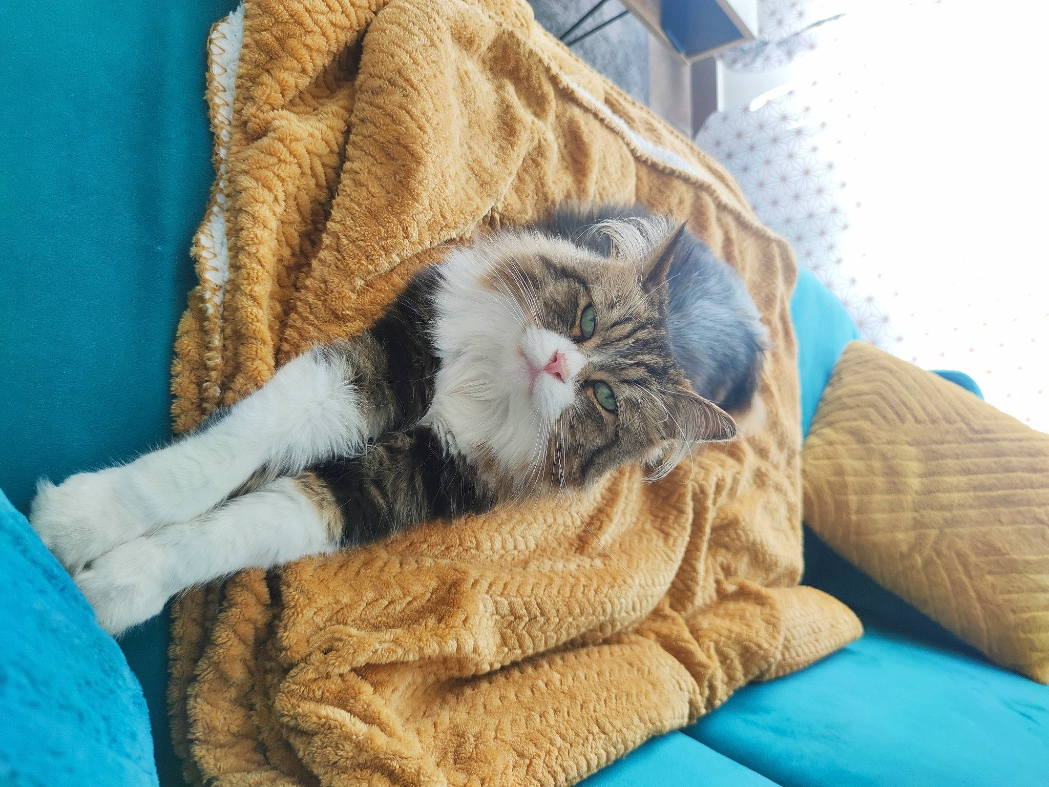 Lascar a rejoint le concours — aidez-le/la à gagner de superbes lots ! blue, carnivore, cat, claw, comfort, couch, domestic_short_haired_cat, fawn, felidae, fur, grey, linens, nap, paw, room, small_to_medium_sized_cats, snout, tail, textile, whiskers