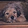 Milou