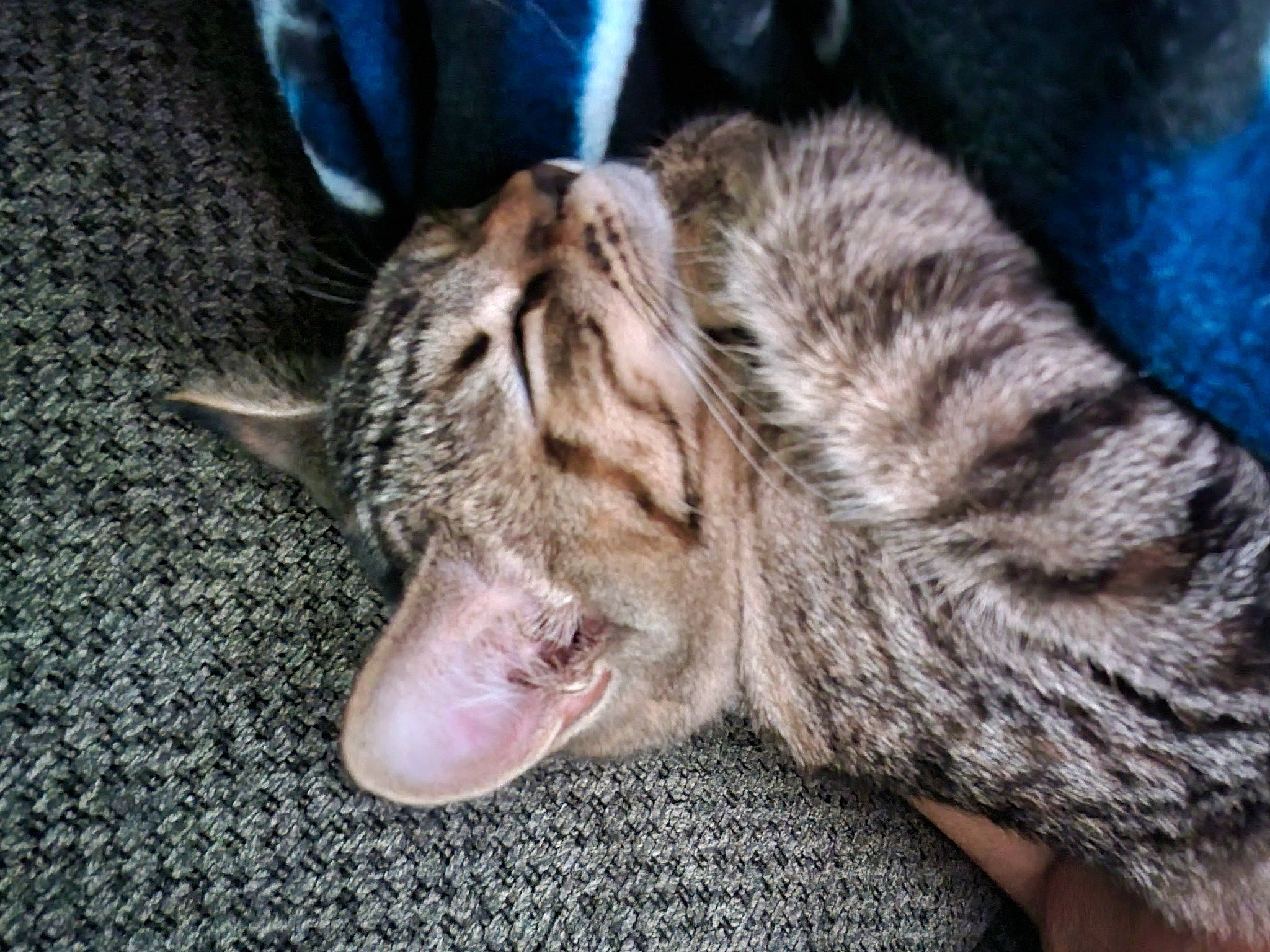 Luna is registered to the contest to win money with this photo: carnivore, cat, claw, domestic_short_haired_cat, fang, felidae, fur, nap, paw, sleep, small_to_medium_sized_cats, tail, terrestrial_animal, whiskers, wildlife, yawn