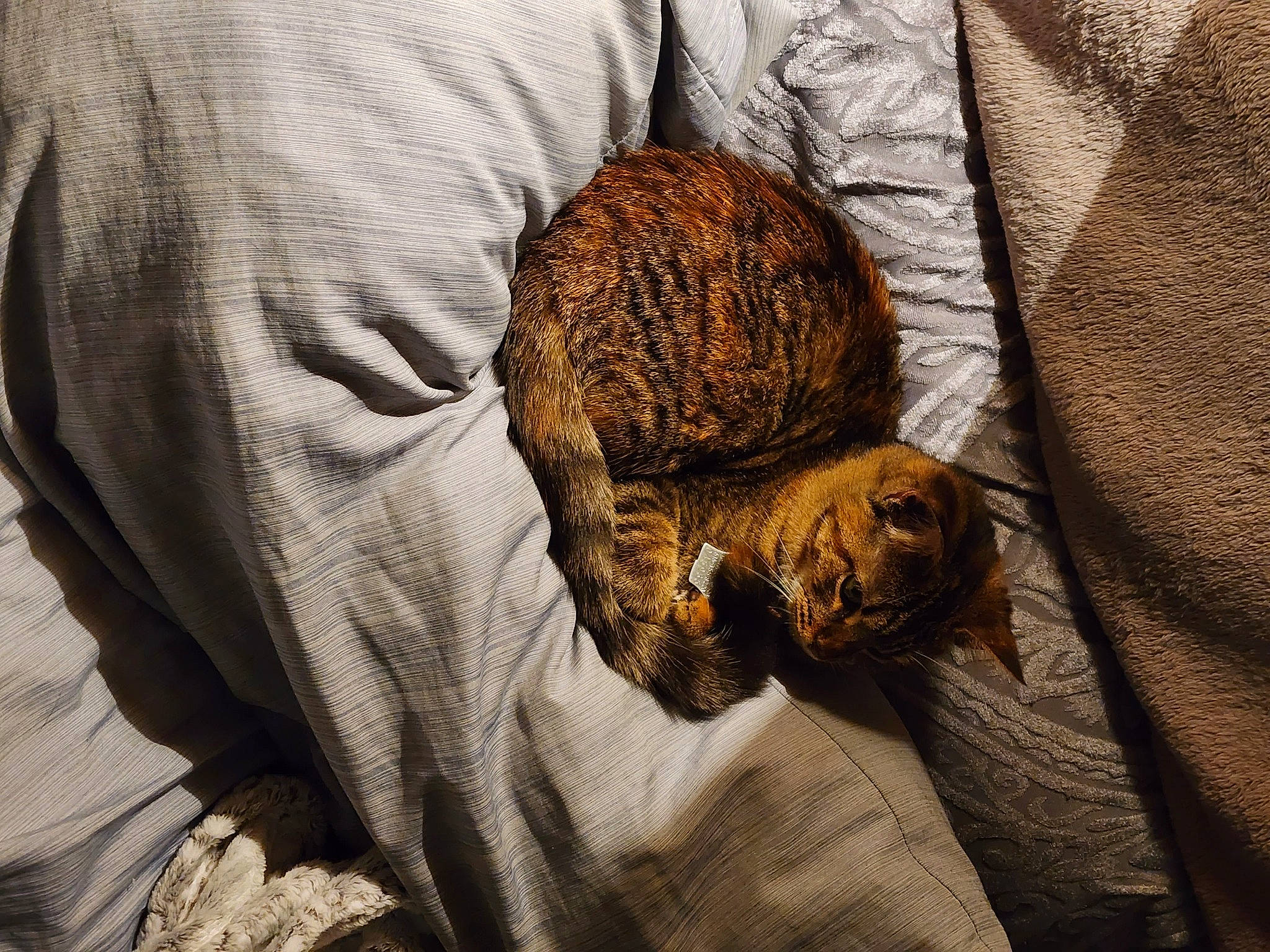 Luna joined the competition — help win amazing prizes! big_cats, canidae, carnivore, cat, claw, comfort, domestic_short_haired_cat, fawn, felidae, fur, grey, leopard, linens, pattern, small_to_medium_sized_cats, snout, tail, terrestrial_animal, whiskers, wood