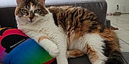 Kitty a rejoint le concours — aidez-le/la à gagner de superbes lots ! cat, fluffy, couch, pillow, rainbow_pillow, indoor, relaxed, pet, tabby_cat, white_fur, striped_fur, living_room, floor_tiles, household_items, paw, resting, feline, domestic_animal, fur_pattern, cozy