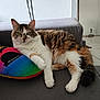 cat, couch, cozy, domestic_animal, feline, floor_tiles, fluffy, fur_pattern, household_items, indoor, living_room, paw, pet, pillow, rainbow_pillow, relaxed, resting, striped_fur, tabby_cat, white_fur